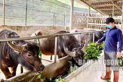 Nhà nông làm giàu từ chăn nuôiTin khácSẵn sàng các điều kiện đón khách du lịch quốc tếBản lĩnh của người phụ nữ Việt
