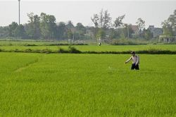 Hơn 1.300 ha lúa đông xuân bị sâu bệnh gây hại