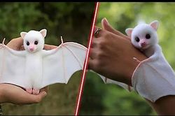 18 loài động vật 'ngoài hành tinh', nhìn vừa đáng yêu vừa lạ lẫm