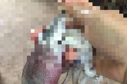 Mua mực được 'khuyến mãi' thêm thứ này, tưởng hời nhưng hóa ra là chiêu trò của các tiểu thương