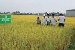 Hiệu quả mô hình sản xuất lúa theo hướng hữu cơ