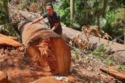 Điều tra vụ phá rừng quy mô lớn tại Kon Tum