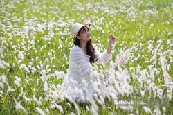 Ngắm đồng cỏ lau trắng muốt giữa lòng Thủ đô