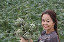 Nhộn nhịp mùa thu hoạch hoa Atiso Đà Lạt