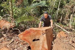 Rừng ở Kon Tum bị lâm tặc 'xẻ thịt': Tỉnh chỉ đạo kiểm tra, làm rõ sai phạm