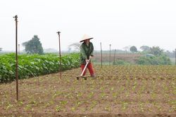 Hà Nội tập trung gieo trồng hết diện tích rau màu vụ Xuân