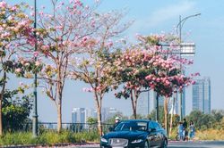 Hoa kèn hồng nở rộ, khoe sắc rực rỡ trên các con đường ở TP.HCM