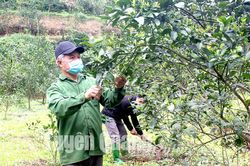 Hàm Yên chăm sóc cây cam sau thu hoạch