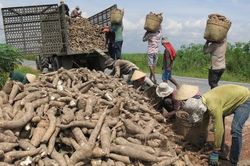 Xuất khẩu sắn có tận dụng được cơ hội từ xung đột Nga - Ukraine?