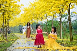 Cận cảnh con đường ngập sắc hoa vàng đang sốt xình xịch trên mạng xã hội
