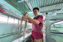 Nghề lạ: Nuôi rắn trong tủ kính, chăn rệp trên rừng thu chục triệu