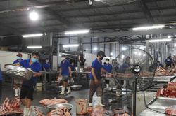 Phạt lò mổ lớn nhất Đà Nẵng hơn 180 triệu đồng liên quan vi phạm môi trường