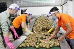 Tận dụng 'đường cao tốc' đưa gạo, phở ăn liền, rau quả Việt... lên kệ siêu thị Anh