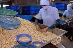 Thông tin mới vụ 100 container hạt điều xuất sang Italia nghi bị lừa
