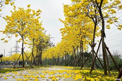 Cung đường rực rỡ sắc hoa giữa lòng Hà Nội