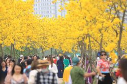 Hà Nội: Người dân đổ xô đi ngắm sắc vàng của hoa phong linh nở rộ