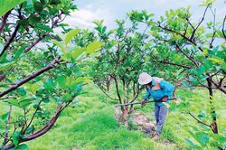 Kinh tế Nông nghiệp - Nông thôn Hương Trà: Hướng đến sản xuất nông nghiệp an toàn, tạo lợi thế cạnh tranh