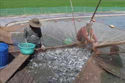 Long An cảnh báo việc ồ ạt mở rộng diện tích nuôi ương cá tra giống