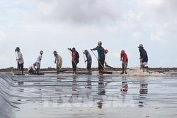 Diêm dân Bến Tre mất mùa muối do thời tiết bất lợi
