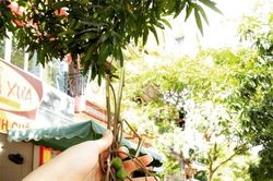 Hoài niệm chùm dâu da xoan, chua chua ngọt ngọt chứa cả bầu trời tuổi thơ