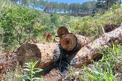 Cưa hạ, đốt cháy cây thuộc rừng phòng hộ ở Đà Lạt
