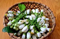 Dịu dàng hương bưởi