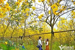 Hà Nội: Đi 30 km tìm vườn phong linh vàng rực 'từ gốc tới ngọn' ở Gia Lâm