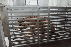 7 con hổ ở Nghệ An đến nơi ở mới