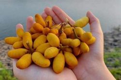 Quả dủ dẻ vàng ươm nổi tiếng ở Quảng Trị có vị ra sao mà người ở đây lại mê mẩn?