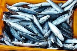 Kiếm tiền tỷ từ đội tàu lưới vây
