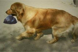 Chó cưng tha về một túi đen buộc kín, chủ nhân 'choáng váng' khi mở ra liền báo cảnh sát
