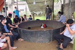 Đột kích sới gà, bắt giữ hàng chục đối tượng đang mải mê sát phạt