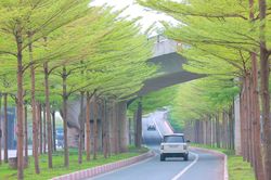 Hàng cây bàng lá nhỏ khiến đường lên cầu Thanh Trì đẹp như tranh