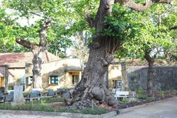 Cây bàng di sản - biểu tượng bất khuất của tinh thần Côn Đảo