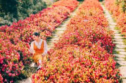Đà Lạt lọt top 10 điểm ngắm hoa hàng đầu thế giới