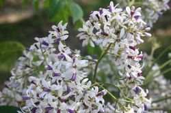 Đẹp nao lòng mùa hoa xoan xứ Nghệ