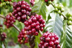 Giá cà phê chưa vượt mốc 42.000 đồng/kg