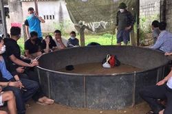 Đột kích phá sới bạc đá gà ăn tiền chuyên hoạt động vào ngày nghỉ