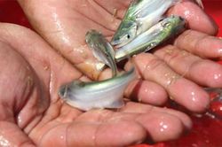 Cá đặc sản ở Việt Nam 'nhát chết', ngày càng hiếm, người nuôi kiếm bạc triệu
