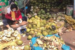 Dừa xiêm tăng giá gấp đôi