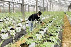 Kinh tế Nông nghiệp - Nông thôn Quảng Điền hướng đến mô hình nông nghiệp số