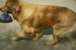Chó Golden tha về một túi rác, chủ nhân mở ra liền tá hóa vội tìm cảnh sát giúp đỡ