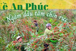 Về An Phúc ngắm dâu tằm chín rựcNà Khá đặc biệt từ điều bình thườngLãnh đạo tỉnh khảo sát địa điểm thực hiện một số dự án, công trình tại Sơn DươngSắc chàm bản DaoCâu chuyện Tuyên QuangMùa hái lộc rừngNhững người trẻ tiên phong