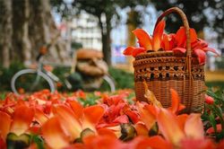 Cây hoa gạo lớn ở Hà Nội bung nở thu hút giới trẻ