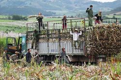 Kbang: Sản lượng mía thu hoạch đạt trên 70% diện tích