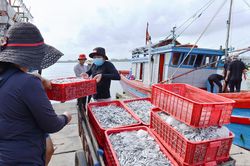 Ngư dân Triệu Lăng thu gần 10 tỉ đồng từ đánh bắt hải sản trong 3 tháng đầu năm 2022