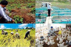 Bức tranh nông nghiệp quý 1/2022: Sản xuất lúa, chăn nuôi gặp khó, thủy sản và lâm nghiệp tăng trưởng tích cực