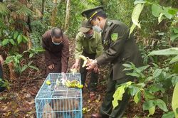 Kinh tế Kinh tế Thả 4 cá thể khỉ quý hiếm về môi trường tự nhiên