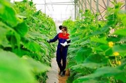 Rời bục giảng, cô giáo khởi nghiệp thành lập HTX trồng rau hữu cơ