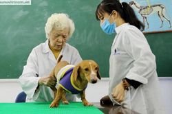 Cụ bà 90 tuổi mở phòng khám, châm cứu miễn phí cho thú cưng